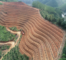 广西国控林投平果油茶产业核心示范区技术亮点
